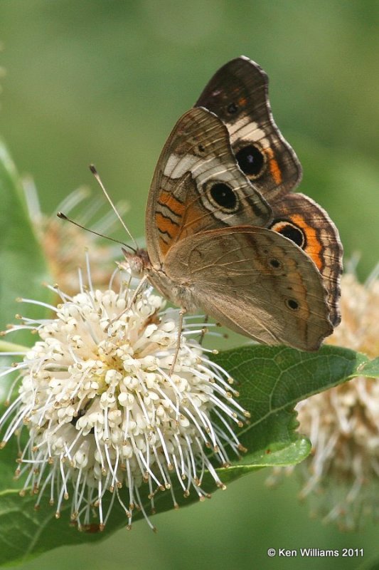 Common Buckeye, Below Pawnee Lake, Pawnee Co, OK, 7-7-11, Ja2 3805.jpg