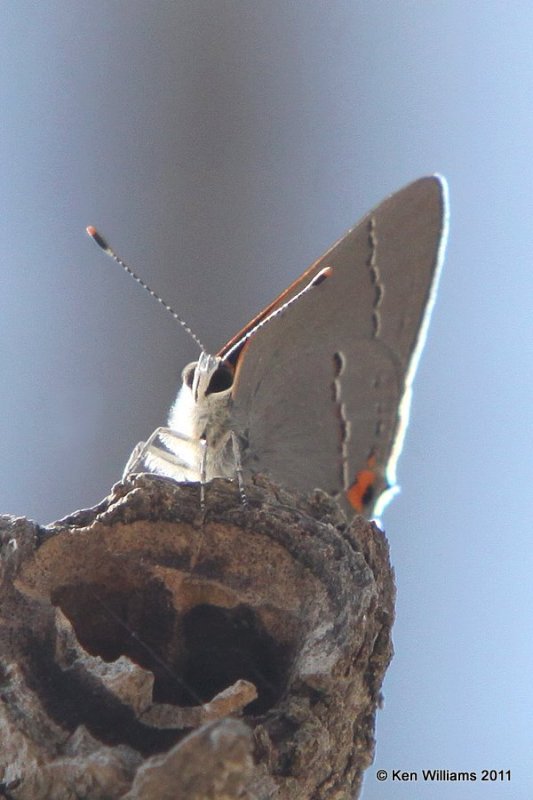 Gray Hairstreak, West of Skiatook, Osage Co, OK, 3-25-11 Ja2 0164.jpg