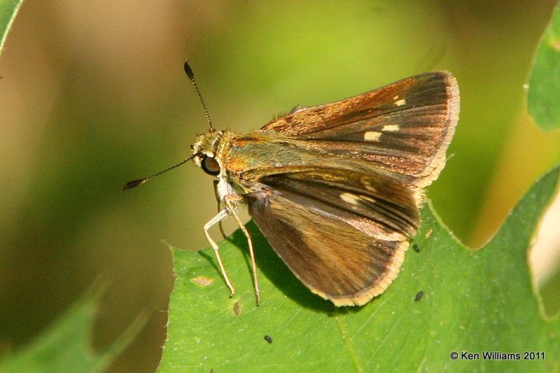 Northern Broken-dash female, Nowata Land, Nowata Co, OK, 6-7-11, Ja2 1596.jpg