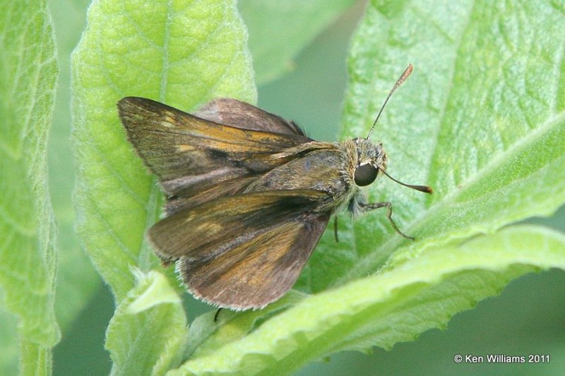 Northern Broken-dash male, Nowata Land, Nowata Co, OK, 6-7-11, Ja2 1530.jpg