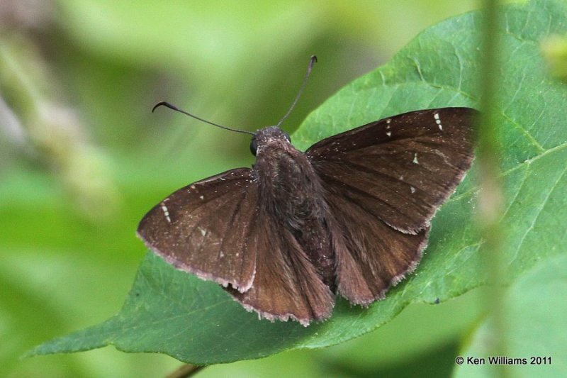 Northern Cloudywing, Nowata Land, Nowata Co, OK, 5-11-11, Ja2 1395.jpg