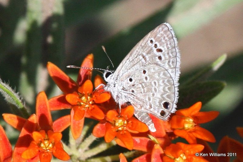 Reakirt's Blue, Tall Grass Prairie, Osage Co, OK, 6-24-11, Ja2 3585.jpg