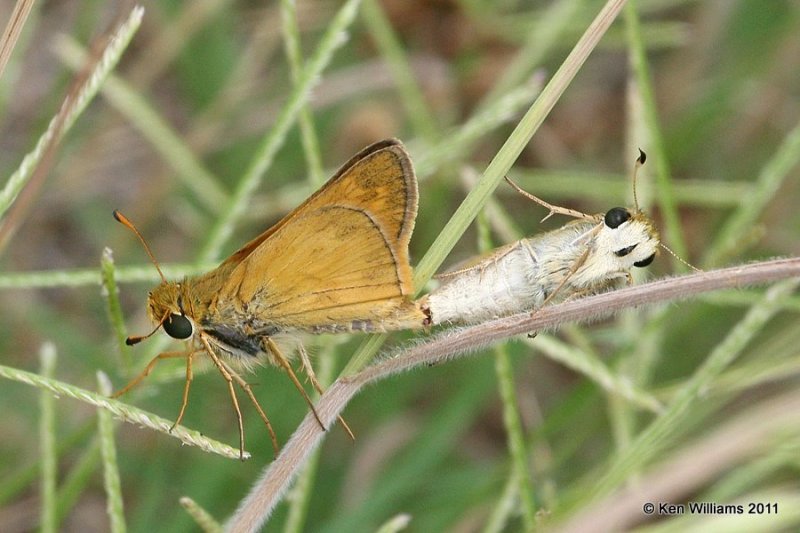 Sachem mating pair, Shell Creek, below Keystone Dam, Tulsa Co, OK, 6-14-11, Ja2 2311.jpg