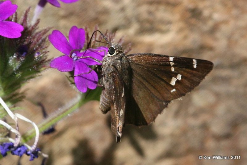 Southern Cloudywing, Sequoyah State Park, Ft. Gibson Lake, Cherokee Co, OK, 9-7-11, Ja2 1206.jpg