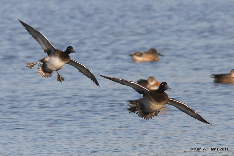 Lesser Scaup male, Collinsville Sewage Ponds, Tulsa Co, OK, 12-7-11, Ja_4674.jpg