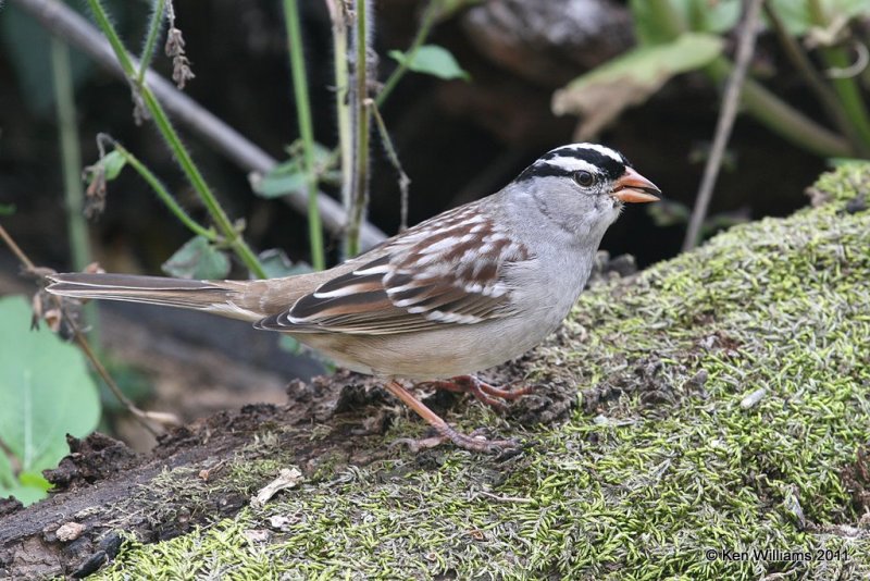 White-crowned Sparrow adult, Owasso yard, Rogers Co, OK, 11-6-11, Ja_4388.jpg