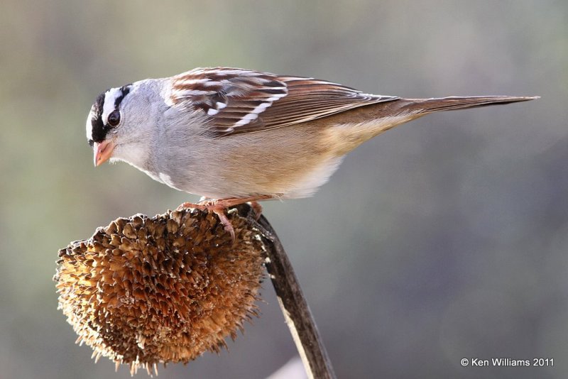 White-crowned Sparrow adult, Owasso yard, Rogers Co, OK, 12-1-11, Ja_4559.jpg