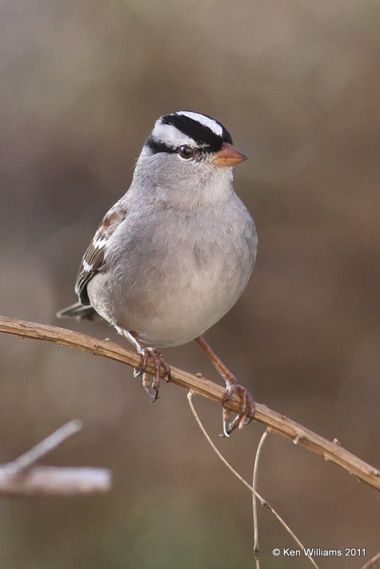 White-crowned Sparrow adult, Owasso yard, Rogers Co, OK, 12-1-11, Ja_4607.jpg