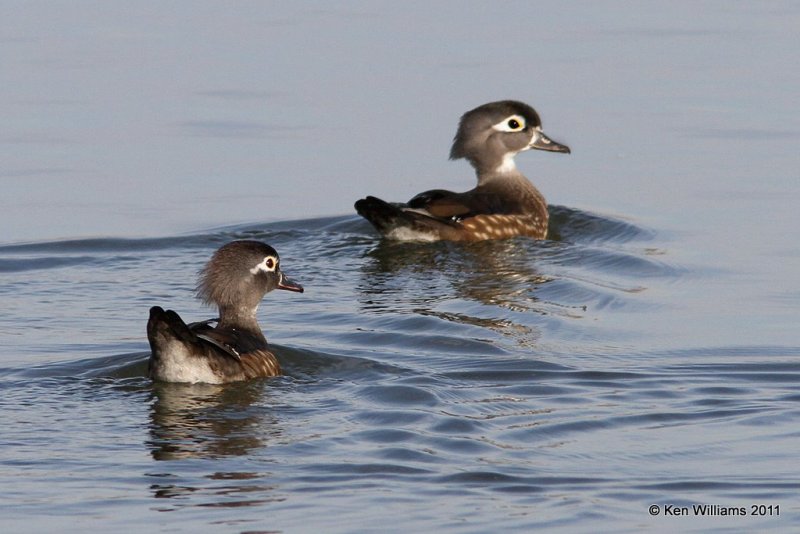 Wood Duck females, Collinsville Sewage ponds, OK, 12-8-11, Ja_4881.jpg