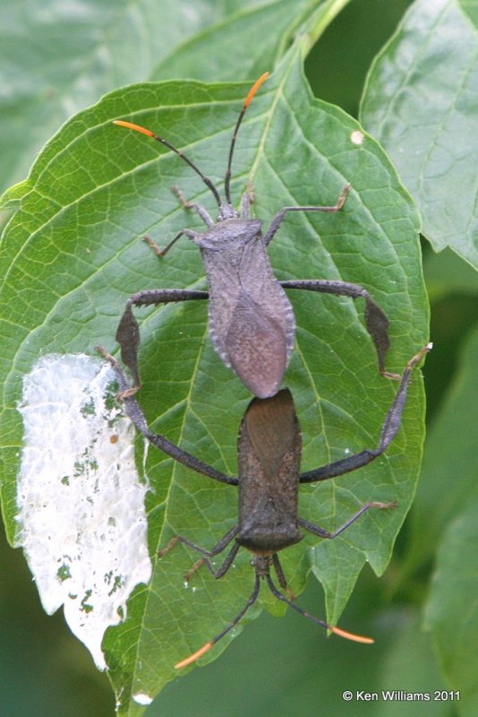 Ambush Beetle, Oxley Nature Center, Tulsa Co, OK, 6-5-11, Ja3 1399.jpg