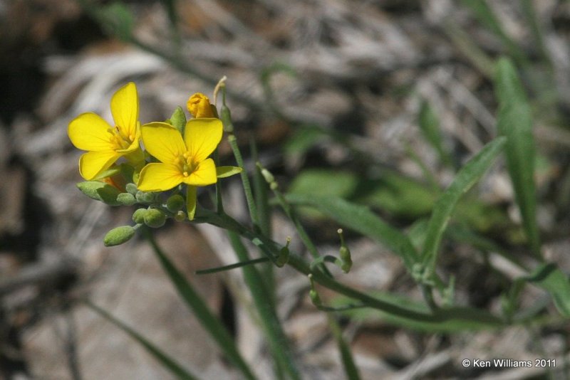 Slender Bladdepod, Lesquerella gracilis, Nowata Land, Nowata Co, OK, 4-11-11, Ja 6838.jpg