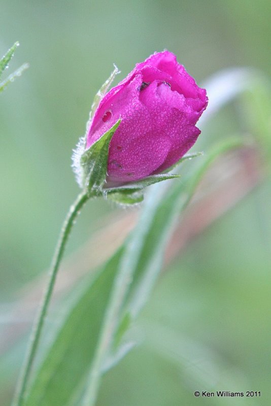 Tall Wine Cup, Callirhoe digitata, Oxley Nature Center, Tulsa Co, OK, 6-5-11, Ja 1125.jpg