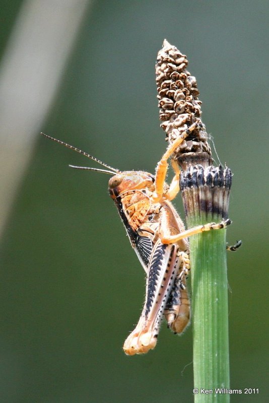 Yellowish Spur-throat Grasshopper, Melanoplus flavidus, Fry Creek, S. Tulsa, Tulsa Co, OK, 6-23-11, Ja 2980.jpg
