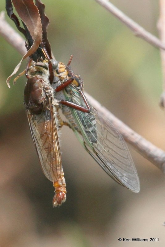 Robber Fly, eating Cicada, Below Kaw, Kay Co, OK, 7-7-11, Ja 3960.jpg
