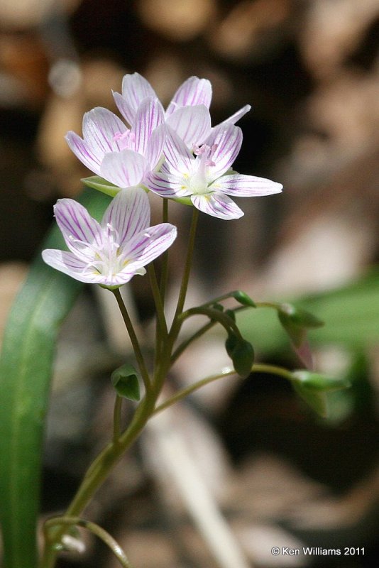 Spring Beauty, Nowata Land, Nowata Co, OK, 4-11-11, Ja 6872.jpg