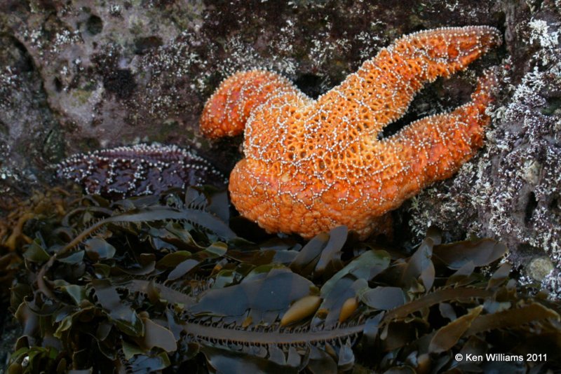 Starfish, Little Corona Beach, CA, 12-12-08, RL 2812.jpg