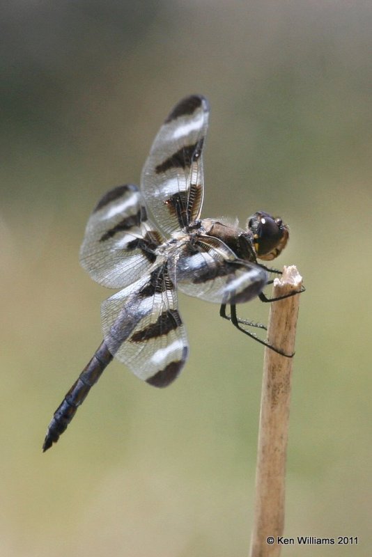 Twelve-spotted Skimmer male, Sequoyah State Park, Ft. Gibson Lake, Cherokee Co, OK, 9-7-11, Ja 1191.jpg