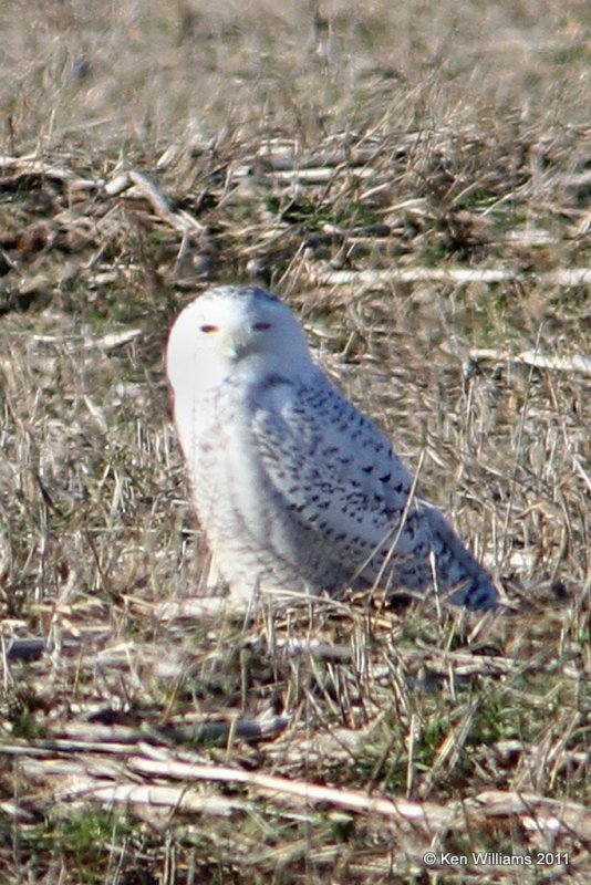 Snowy Owl, Marland, OK, 12-17-11, Ja3_5616.jpg
