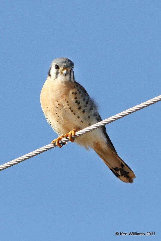 American Kestrel male, Marland, OK, 12-21-11 Ja_6008.jpg