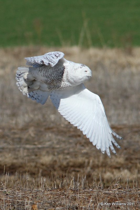 Snowy Owl - immature male, Marland, OK, 12-21-11 Ja3_5962.jpg