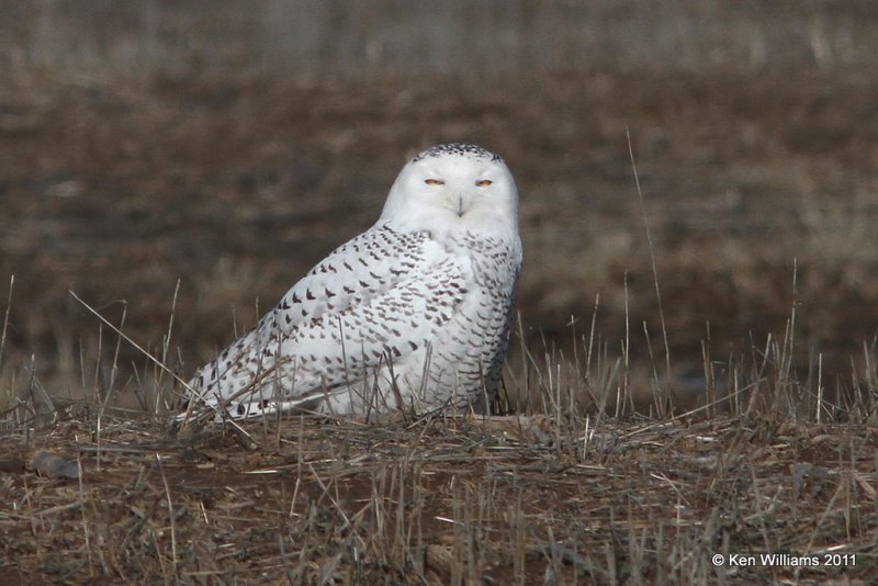 Snowy Owl - immature male, Marland, OK, 12-21-11 Ja_5956.jpg