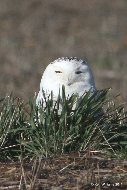 Snowy Owl - immature male, Marland, OK, 12-21-11 Ja_5886.jpg