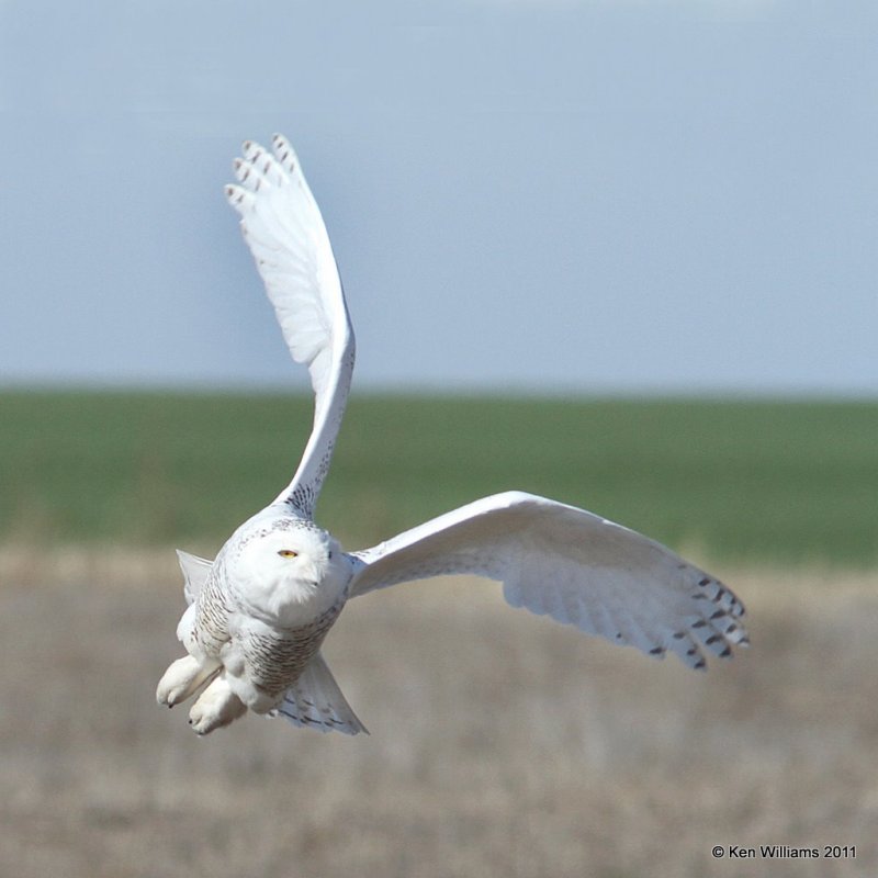 Snowy Owl - immature male, Marland, OK 12-21-11 Ja3_5890.jpg