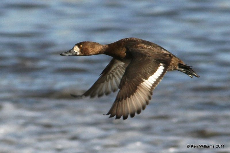 Lesser Scaup - female flying, Collinsville Sewage Ponds, OK, 12-29-11, Ja_6628.jpg
