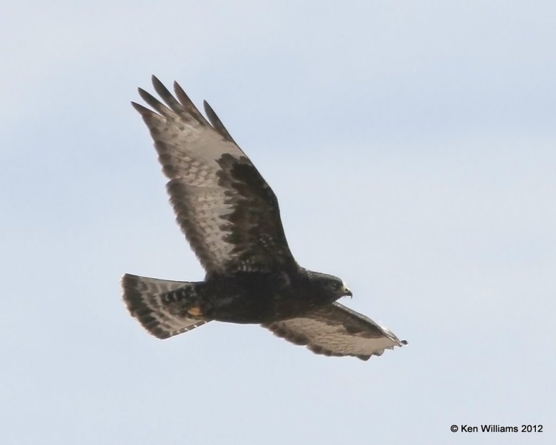 Rough-legged Hawk - dark morph black type adult, Tall Grass Prairie Pres, Osage Co, OK, 2-22-12, Ja3_8131.jpg