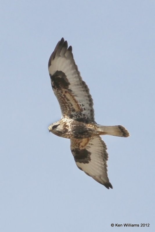 Rough-legged Hawk - light morph adult female, E. Grainola, Osage Co, OK, 2-22-12, Ja3_8100.jpg