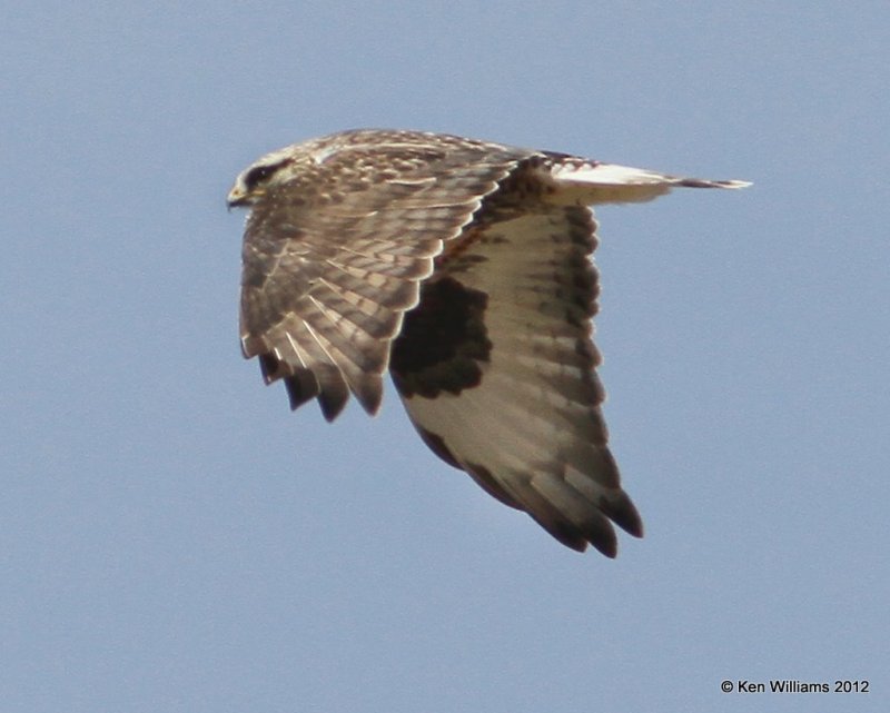 Rough-legged Hawk - light morph adult female, E. Grainola, Osage Co, OK, 2-22-12, Ja_8105.jpg