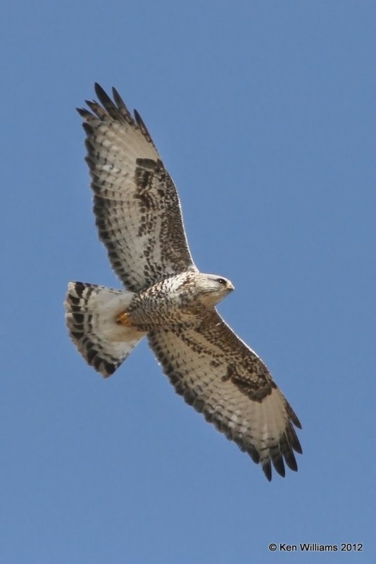 Rough-legged Hawk - light morph adult male, E. Grainola, Osage Co, OK, 2-22-12, Ja3_7984.jpg