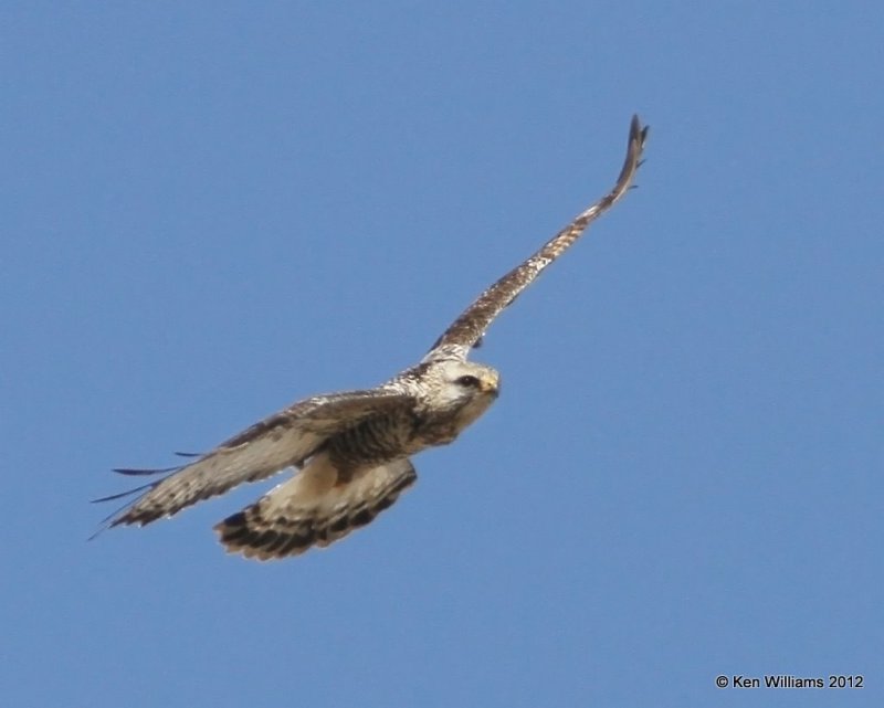 Rough-legged Hawk - light morph adult male, E. Grainola Osage Co OK 2-22-12 Ja3_7963.jpg