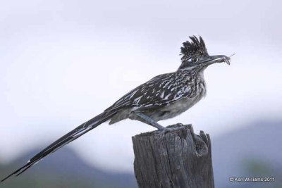 Greater Roadrunner, Portal, AZ, 8-16-08 Ra 6864.jpg