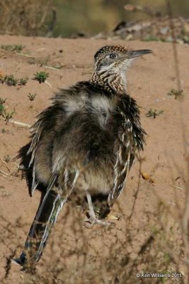 Greater Roadrunner, Rio Grande Nature Center, Alburquque, NM, 12-6-08, RL 1137.jpg
