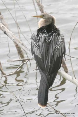 Anhinga