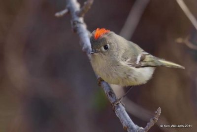 Ruby-crowned Kinglet male, Ardmore City Park, Carter Co, OK, 2-5-09, RL 0389.jpg