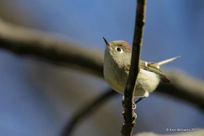 Ruby-crowned Kinglet male, Nowata Land, Nowata Co, OK 1-1-09 RL 4009.jpg