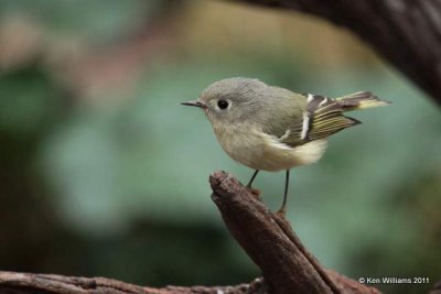 Ruby-crowned Kinglet, Owasso Yard, Rogers Co, OK, 11-11-10, JL 0687.jpg