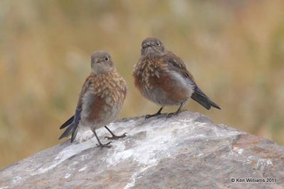 :Western Bluebird: