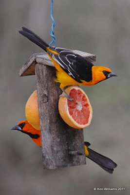 :Altamira Oriole: