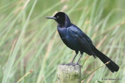 Boat-tailed Grackle