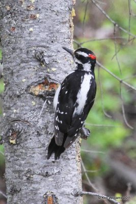 : Hairy Woodpecker :