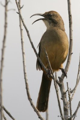 Catbird, Mockingbird, & Thrashers