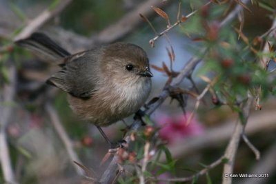 Bushtit, Doheny Beach SP, CA, 12-11-08, RL 2327.jpg