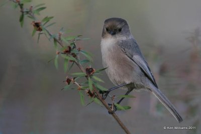 Bushtit, Doheny Beach SP, CA, 12-11-08, RL 2331.jpg