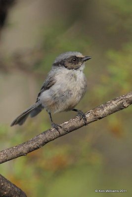 Bushtit, Portal, AZ, 8-20-09, RL 1895.jpg