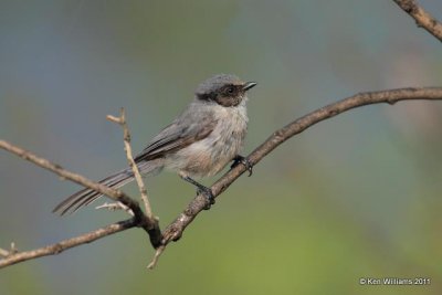 Bushtit, Portal, AZ, 8-20-09, RL 1906.jpg