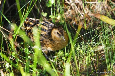 Yellow Rail