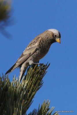 :Rosy Finches: